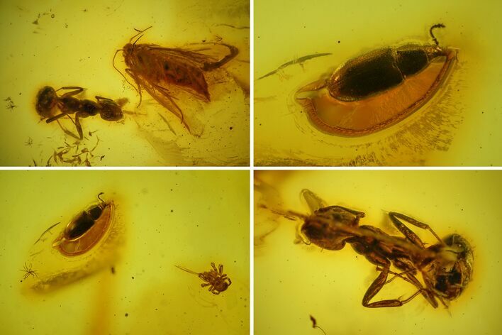 Fossil Spider, Beetle, Two Ants & Butterfly In Baltic Amber #163528